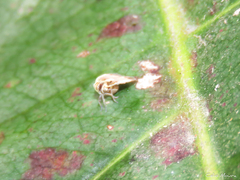 Bothriocera