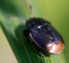 Legnotus limbosus