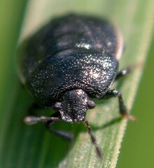 Legnotus limbosus