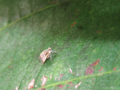 Bothriocera