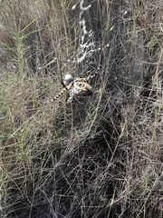 Argiope trifasciata
