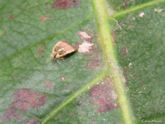 Bothriocera