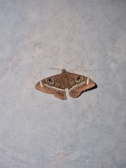 Cyligramma latona