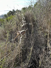 Argiope trifasciata