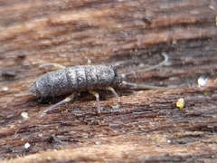 Collembola