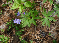 Geranium pseudosibiricum