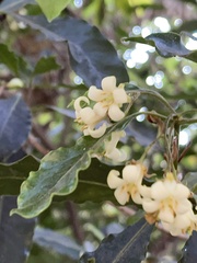 Pittosporum tobira
