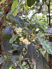 Pittosporum tobira