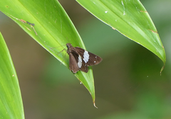 Notocrypta waigensis