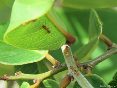 Dolichoderus diversus