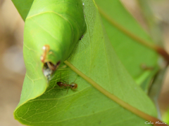 Dolichoderus diversus