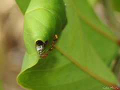 Dolichoderus diversus