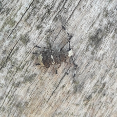 Platystomos albinus