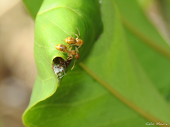 Dolichoderus diversus