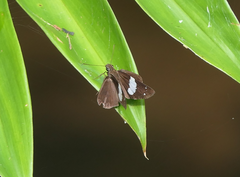 Notocrypta waigensis