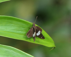 Notocrypta waigensis