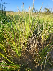 Eleocharis interstincta