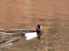 Aythya fuligula