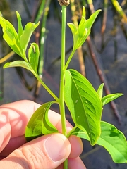 Sphenoclea zeylanica