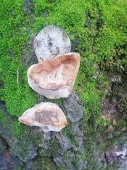 Phellinus pomaceus
