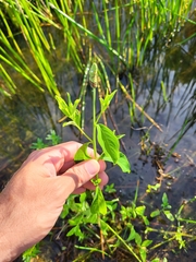 Sphenoclea zeylanica