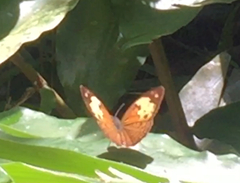 Cupha erymanthis lotis