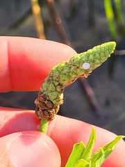 Sphenoclea zeylanica