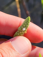 Sphenoclea zeylanica