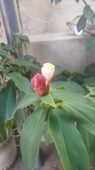 Costus spiralis