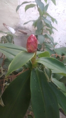 Costus spiralis