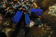 Rhopalaea