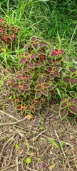 Coleus scutellarioides