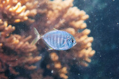 Caranginae