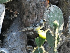 Floreana Mockingbird photo 3