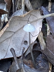 Mycena vitilis