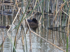 Heteronetta atricapilla