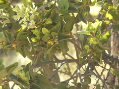 Tristerix corymbosus
