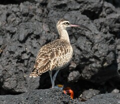 Numenius phaeopus hudsonicus