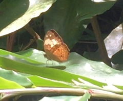 Cupha erymanthis lotis