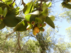 Tristerix corymbosus