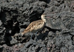Numenius phaeopus hudsonicus