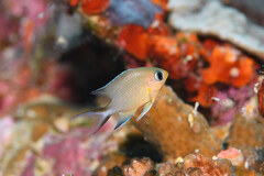 Pycnochromis amboinensis