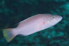 Oxycheilinus digramma