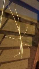 Parabacillus hesperus