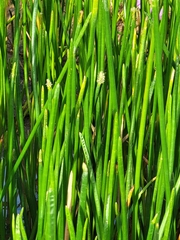 Eleocharis interstincta