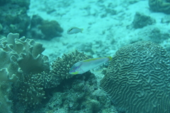 Halichoeres scapularis