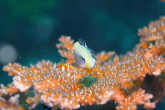 Pycnochromis retrofasciatus