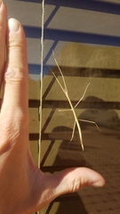 Parabacillus hesperus