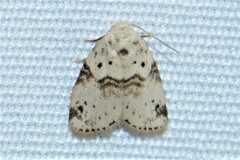 Anachrostis
