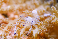 Ancylomenes venustus